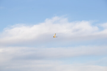 A wild common kestrel flying in the blue sky. This animal is a bird of prey, a hunter in wildlife