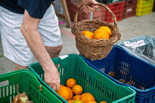 M&atilde;os (close-up) transferindo laranjas frescas org&acirc;nicas para cesta de vime em feira