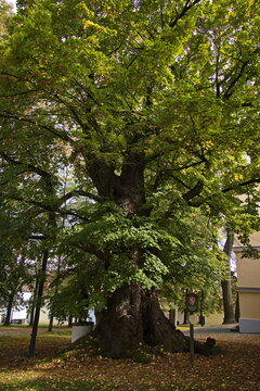 Very old linden tree of Jan Gurre in Rimov, South Bohemian Region, Czech Republic, Europe
