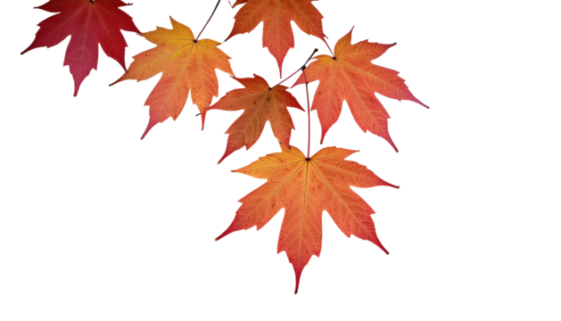 Isolated red maple leaf with autumn colors on white background