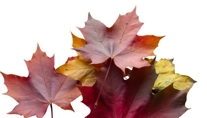 Fototapeta premium Bright yellow and autumn maple leaves, isolated on white, show the colorful season