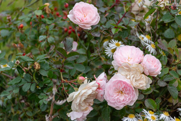 Pink rose boquet in public garden
