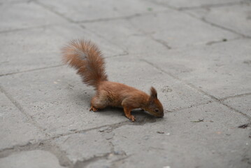 Squirrel Animal Rodent Fluffy Tail