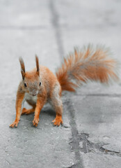 Squirrel Animal Rodent Fluffy Tail