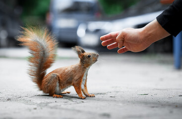 Squirrel Animal Rodent Fluffy Tail