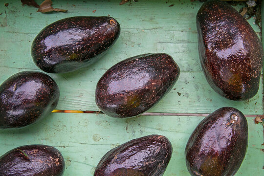 Disposi&ccedil;&atilde;o de abacates maduros de casca escura (Hass) em superf&iacute;cie verde de madeira