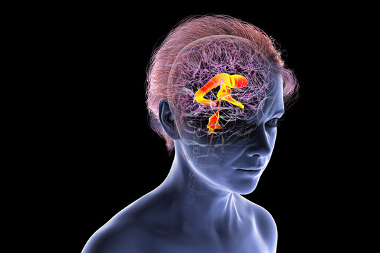 Ventricular system of the brain, 3D illustration