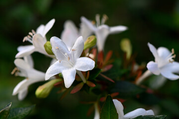 Abelia Grandiflora White Flower Cluster Close-Up