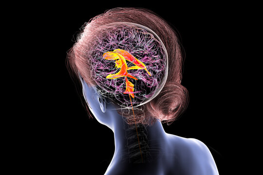 Ventricular system of the brain, 3D illustration