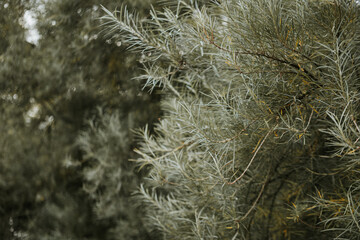 Silver green leaves of a tree in autumn subtly changing color, reflecting the quiet beauty of the fall season in park pratelstvi Prosek, Prague 9