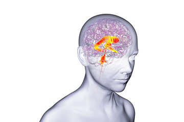 Ventricular system of the brain, 3D illustration
