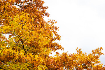 Oak tree branches displaying vibrant orange and yellow fall foliage against a pure white sky, symbolizing autumn season change in park pratelstvi Prosek, Prague 9