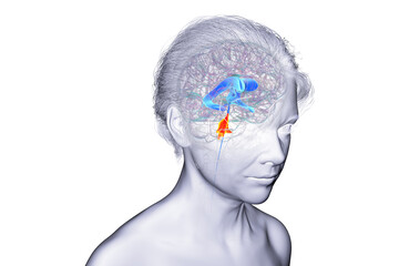 Fourth ventricle of human brain, 3D illustration