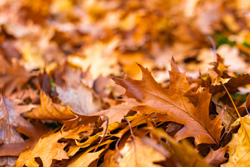 Golden and brown oak leaves creating a natural carpet on the forest ground, capturing the essence of the autumn season in park pratelstvi  Prosek, Prague 9