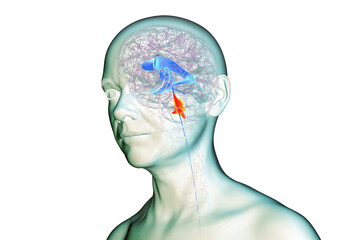 Fourth ventricle of human brain, 3D illustration