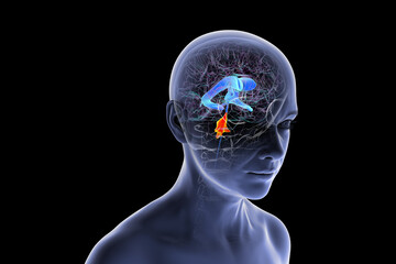 Fototapeta premium Fourth ventricle of human brain, 3D illustration