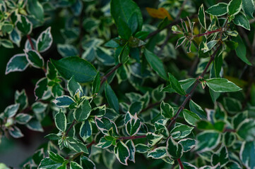 Abelia Grandiflora Confetti Leaf Close-Up