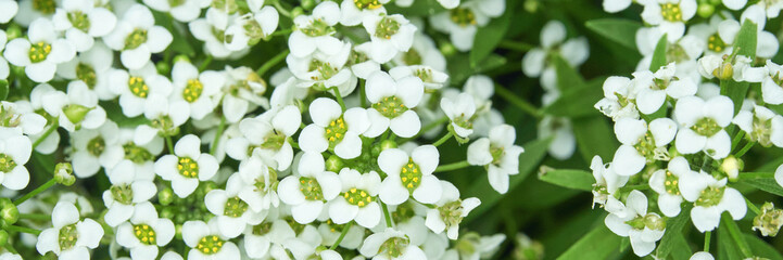 Fototapeta premium Close-up of vibrant white alyssum flowers in full bloom with green foliage.