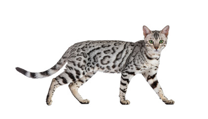Cute young British Shorthair and Bengal kittens with tabby fur are sitting, looking playful against a white background