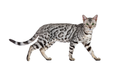Cute young British Shorthair and Bengal kittens with tabby fur are sitting, looking playful against a white background