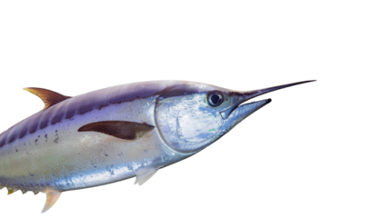 fresh fish isolated on white background