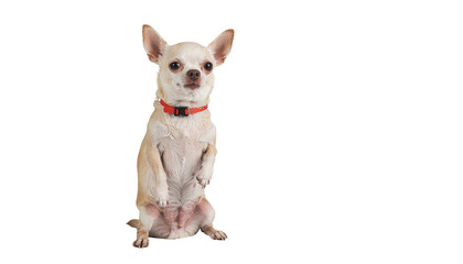 Obraz premium A cute small brown and white Chihuahua puppy sits facing forward, isolated on a white background