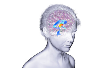 Third brain ventricle, 3D illustration