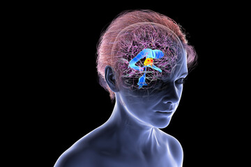 Third brain ventricle, 3D illustration