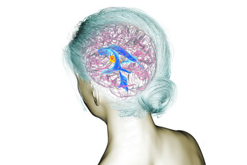 Third brain ventricle, 3D illustration
