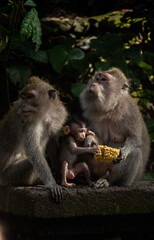 macaques family eating corn in the Sacred,  Monkey Forest , Ubud, Bali, Indonesia