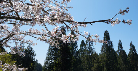 A stunning view of the Alishan National Forest Recreation Area in Chiayi, Taiwan, with a foreground of delicate cherry blossoms and a backdrop of towering cypress trees.