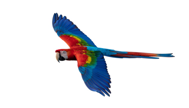 A cute cartoon vector illustration of a colorful blue and yellow macaw flying, isolated on white