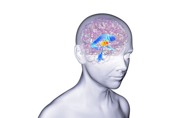 Third brain ventricle, 3D illustration