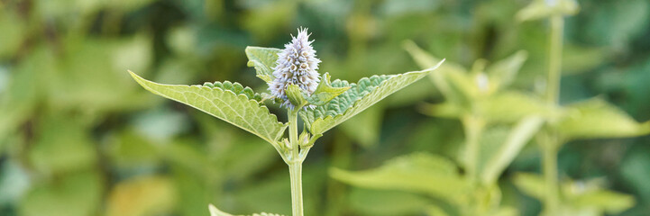 Close-up of flowering plant with spiky purple bloom and green leaves in nature.