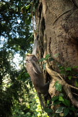macaque on the tree, The Sacred,  Monkey Forest , Ubud, Bali, Indonesia