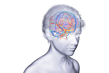 Human brain with highlighted blood vessels, 3D illustration.