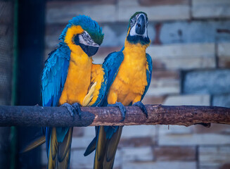 Two parrots siting on branch