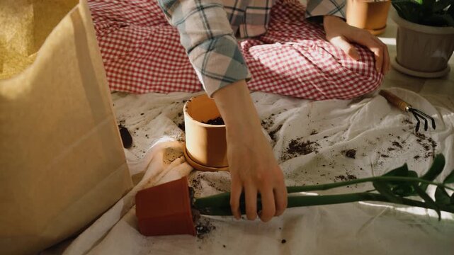 Young woman sitting on the floor transplanting a zamioculcas plant, carefully moving it from a plastic container to a new terracotta pot, surrounded by soil and gardening tools at home