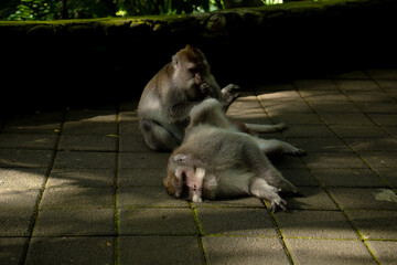 The Sacred,  Monkey Forest , Ubud, Bali, Indonesia
