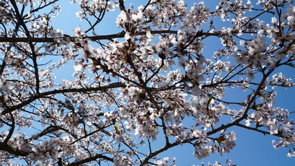 A Delicate Canopy of White and Pink Cherry Blossoms Under the Clear Blue Sky of Alishan, Taiwan