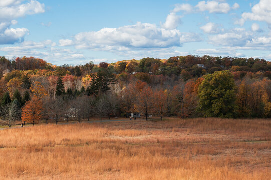 Autumn forest landscape and foliage