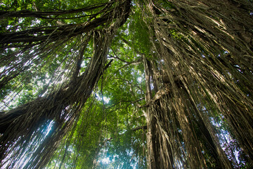 The Sacred,  Monkey Forest , Ubud, Bali, Indonesia