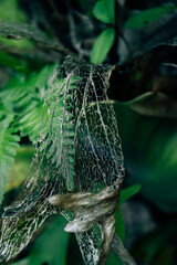 fern and dried leaf pattern