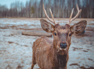 Curious deer with antlers looking directly at the camera in snowy forest. Close-up wildlife portrait capturing gentle expression and natural beauty
