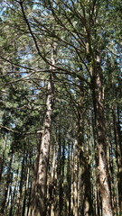 Journey into Alishan's Towering Cypress Forests