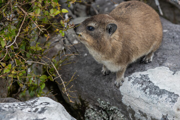 Niedlicher Klippschliefer / Dassie auf dem Table Mountain, S&uuml;dafrika