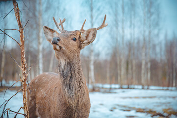 Curious young deer with small antlers standing in snowy forest. Wildlife portrait capturing grace and natural beauty of the animal in winter light
