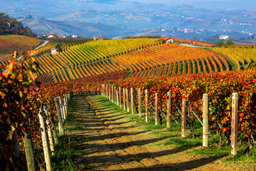 Autumnal vineyards on the hills of Langhe in Italy.