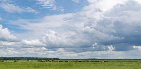 Expansive green meadow under a dramatic sky filled with clouds, featuring a herd of grazing animals in the distance, showcasing the beauty of nature and wildlife