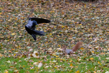 Hooded Crow in Flight Chasing Red Squirrel on Autumn Leaf-Covered Ground